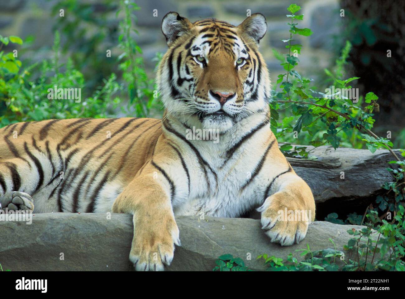 34182. Subjects Endangered species; Mammals; carnivore; cat; Philadelphia Zoo; Pennsylvania