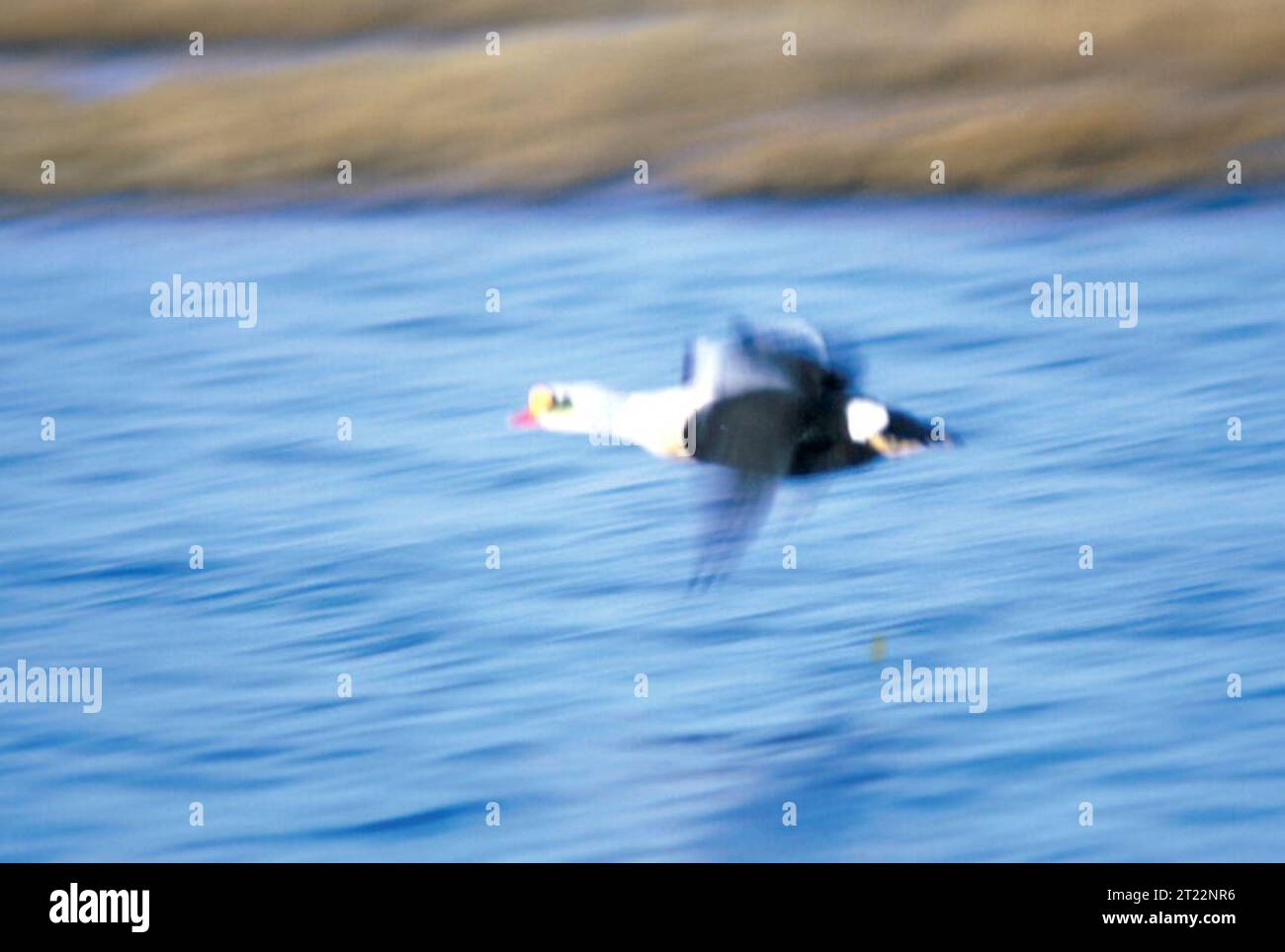 The Spectacled Eider, a species of duck native to the Arctic regions ...