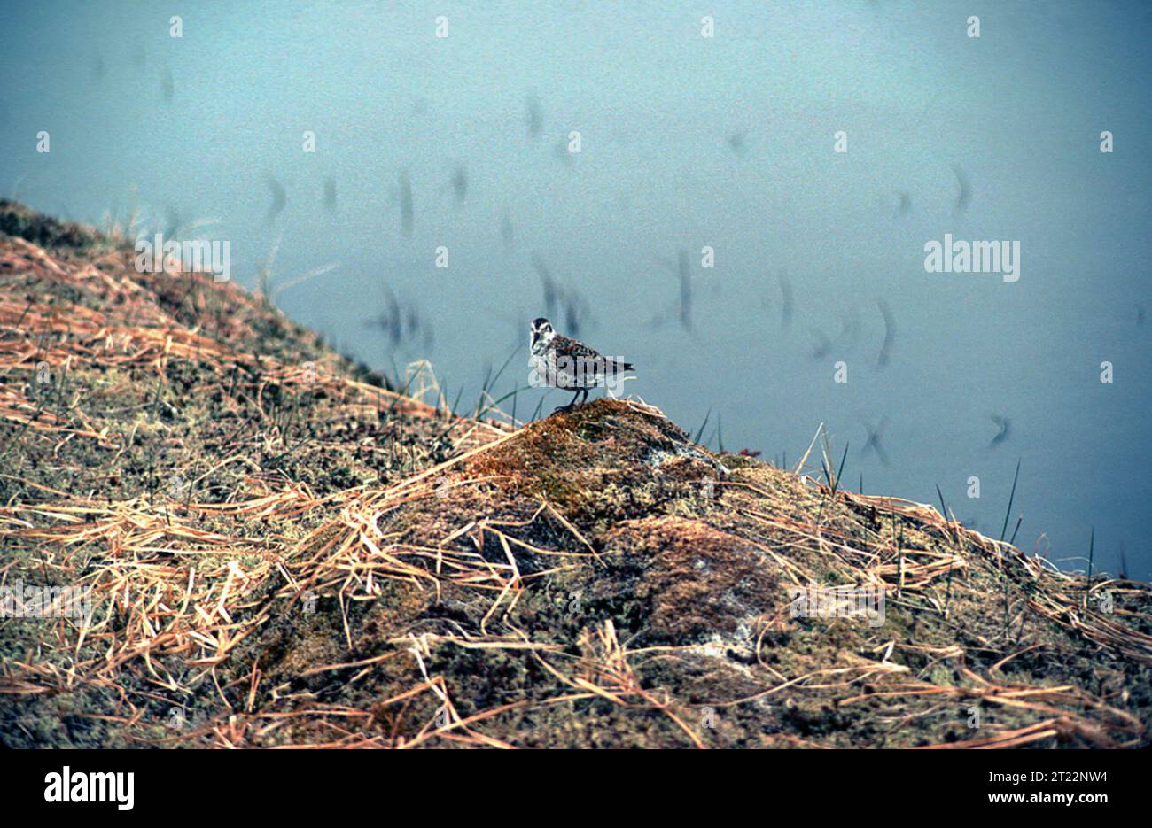 Calidris ptilocnemis. Creator: Rhode, Elaine B. Subjects: Birds; Shorebirds; Alaska Maritime National Wildlife Refuge; Aleutians; Rat Islands; Amchitka Island; Alaska. Stock Photo