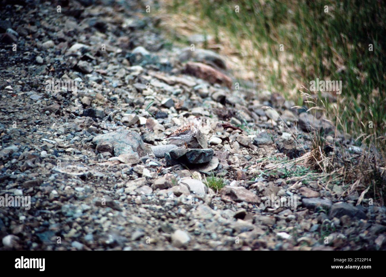 Calidris ptilocnemis. Creator: Rhode, Elaine B. Subjects: Birds; Shorebirds; Alaska Maritime National Wildlife Refuge; Aleutians; Rat Islands; Amchitka Island.  . 1998 - 2011. Stock Photo