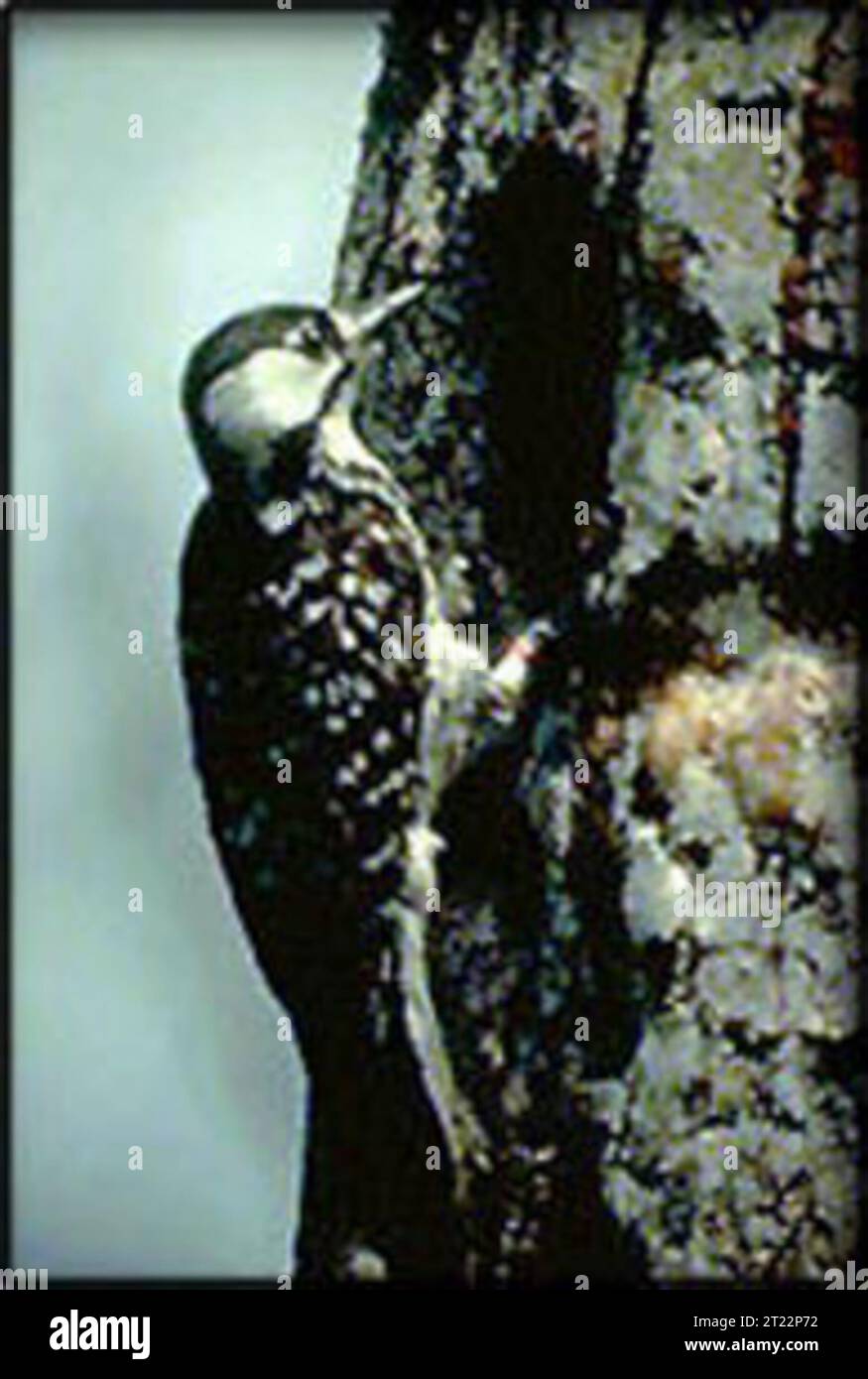 Picoides borealis.  . 1998 - 2011. Stock Photo