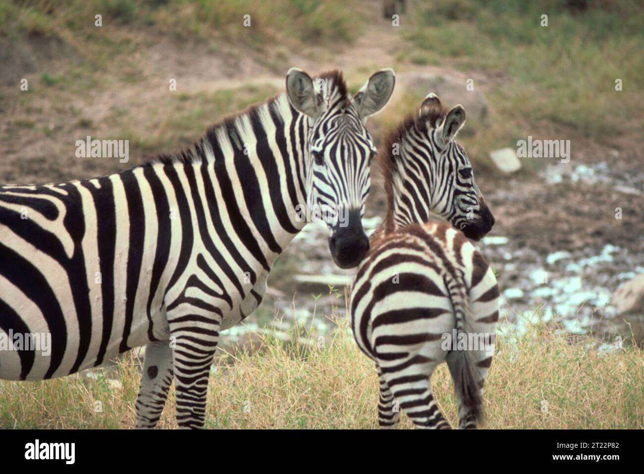 Grant's zebra is a species native to East Africa, known for its ...