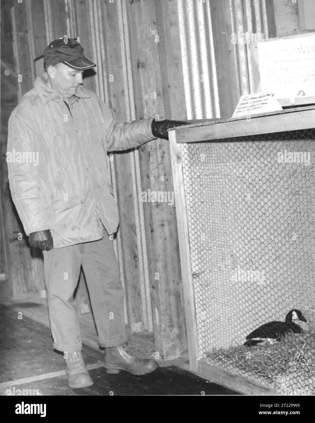 Dr. Ray Erickson with caged Aleutian Goose on display at housing site