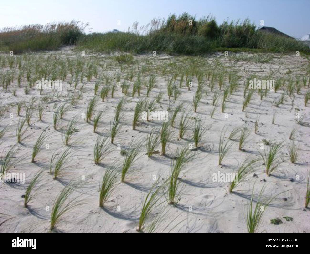 Spartina grass planted in rows to help with beach erosion. Subjects: Aquatic environments; Aquatic plants; Banks; Conifers; Environments (Natural); Foliage; Forests; Marine environments; Scenics; Trees; Vegetation; Wildlife refuges. Location: Alabama. Fish and Wildlife Service Site: BON SECOUR NATIONAL WILDLIFE REFUGE. Stock Photo