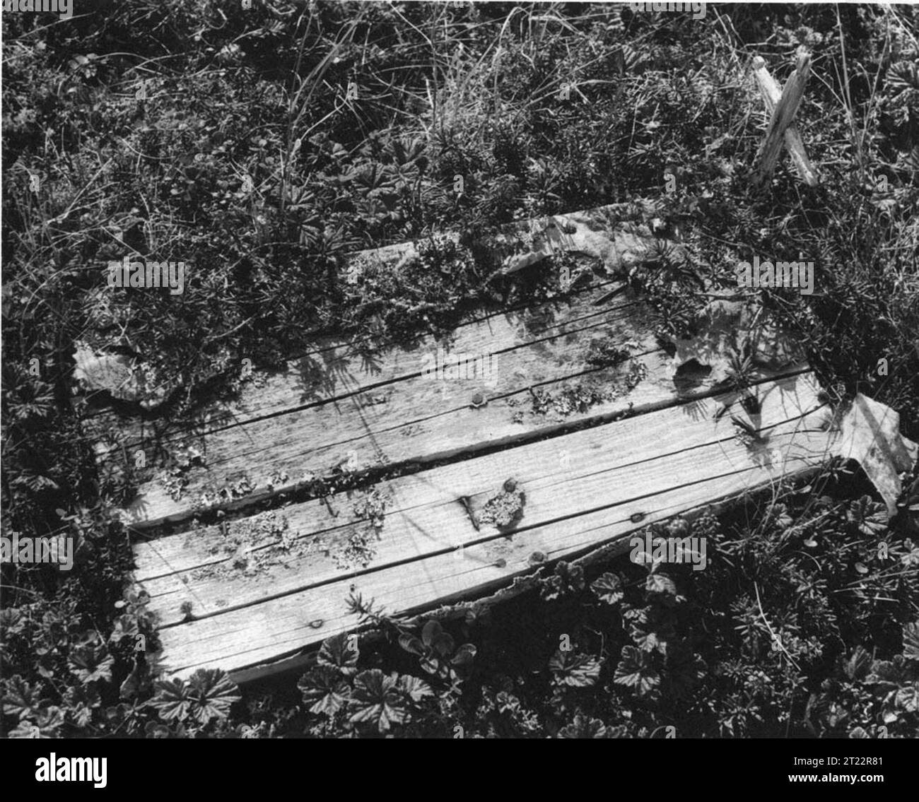 Mountain Village, Yukon Delta. Grave on tundra. View of exsposed wooden coffin and cross. Subjects: Wildlife refuges; Yukon Delta National Wildlife Refuge; Yukon River; Graves; Cemetery; ARLIS; Alaska. Stock Photo