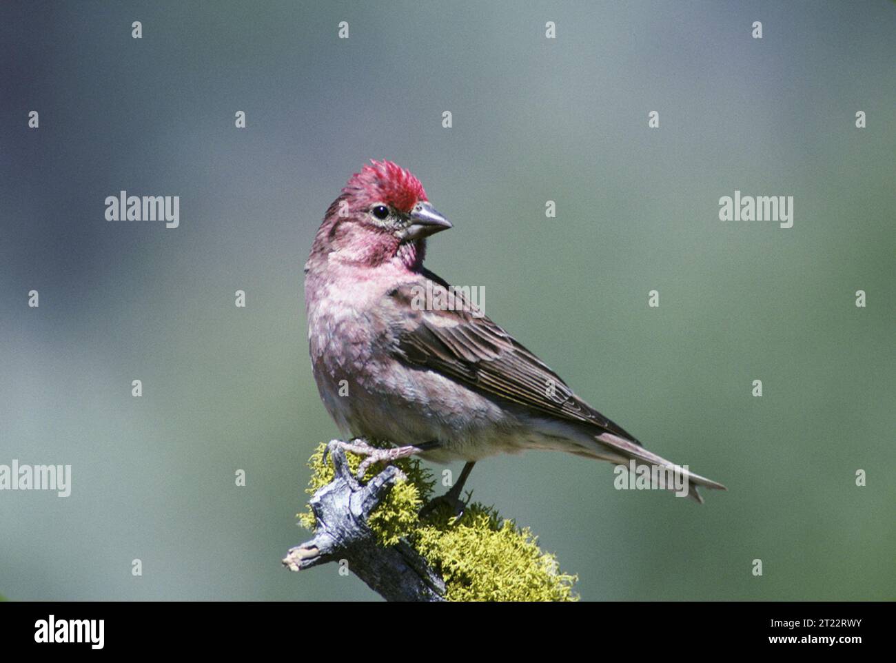 Although coloring is similar to the House and Purple finches, the