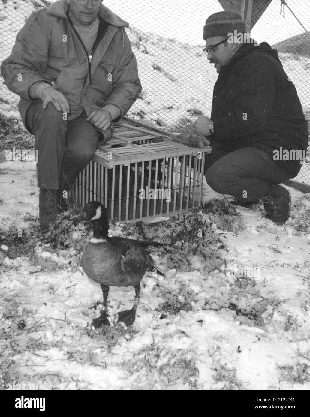 After removal of wing tape goose is released into pen. Amchitka Island Goose Release - March 1971. Subjects: Aleutians; Wildlife management; Birds; Waterfowl; Wildlife refuges; Alaska Maritime National Wildlife Refuge; Work of Service; Personnel; ARLIS; Alaska. Stock Photo