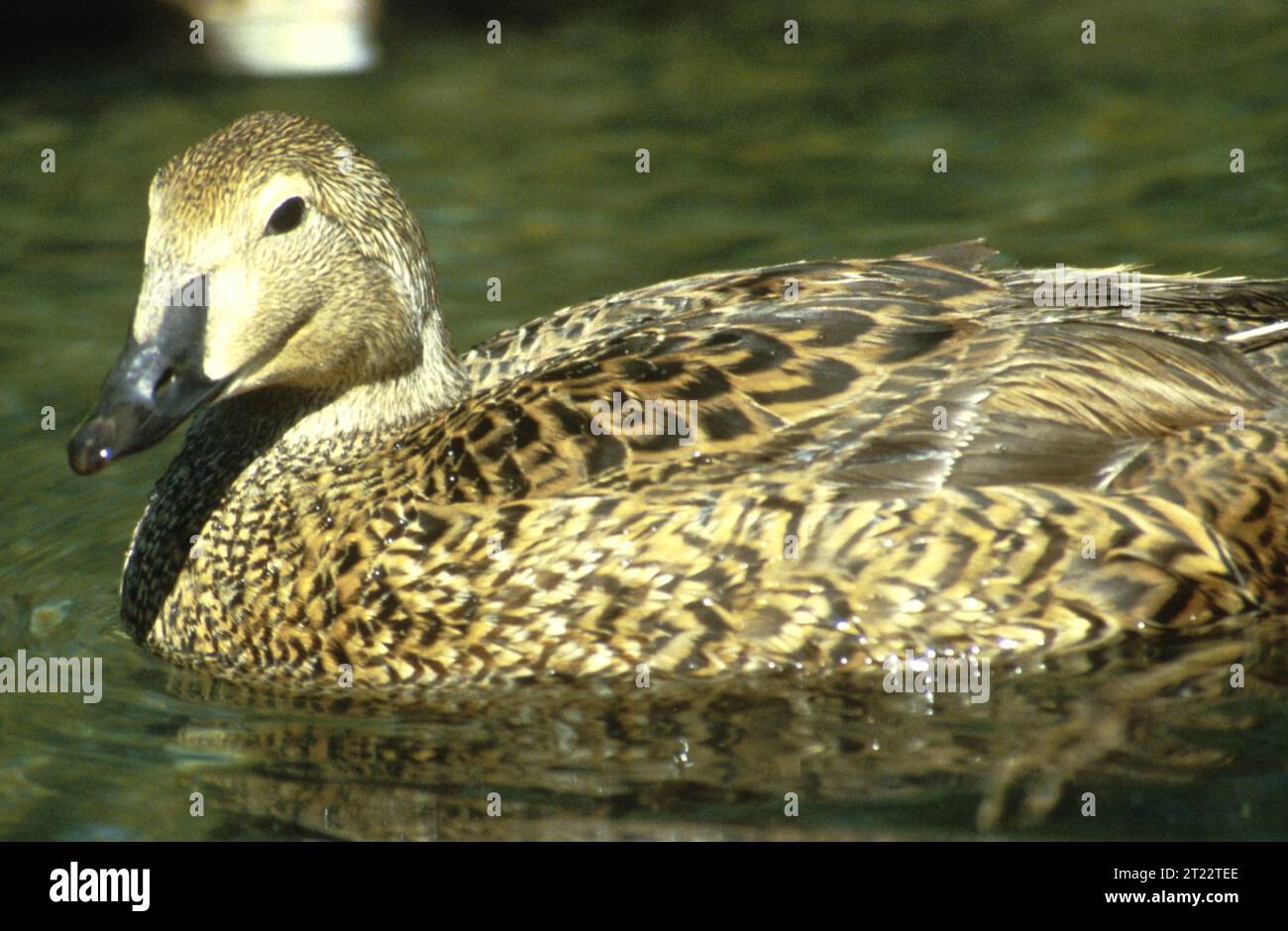 Somateria spectabilis. Creator Smart, Glen. Subjects Birds; Birds