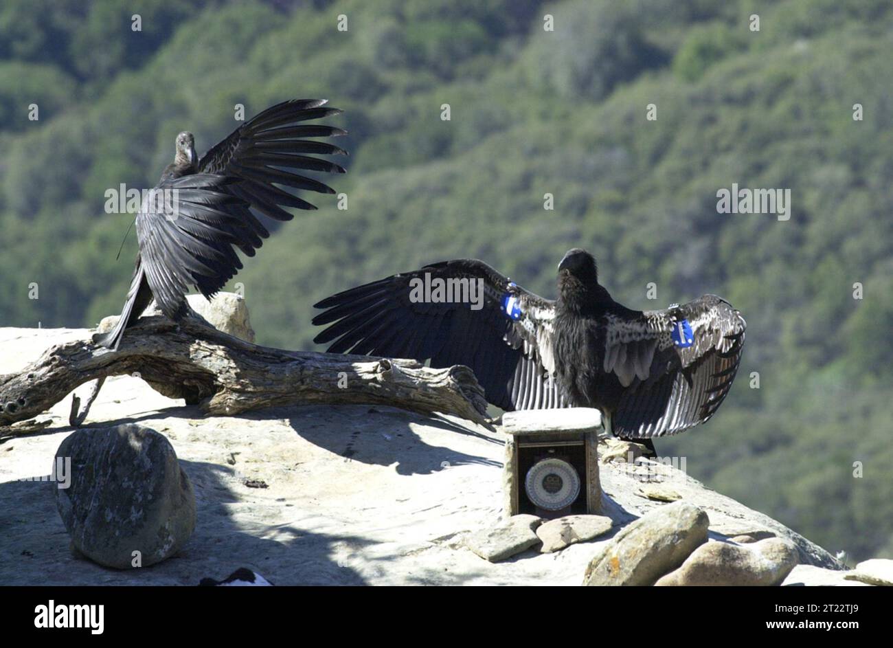 Two condors at release with radio telemetry devise. Subjects: Raptors