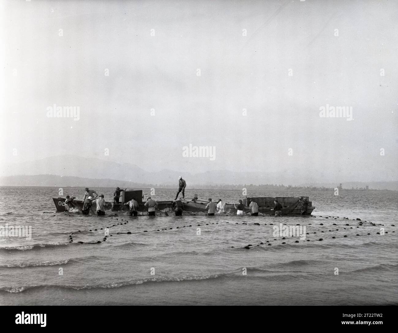 Beach seining on the Columbia River involves horses pulling nets to ...