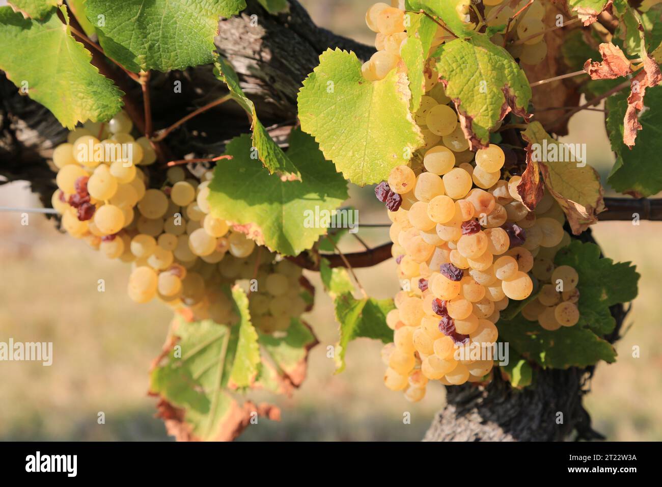 Monbazillac. Bunches of grapes with the beginning of noble rot (Botrytis cinerea) sign of maturity for harvesting in the vines and vineyard of Monbazi Stock Photo