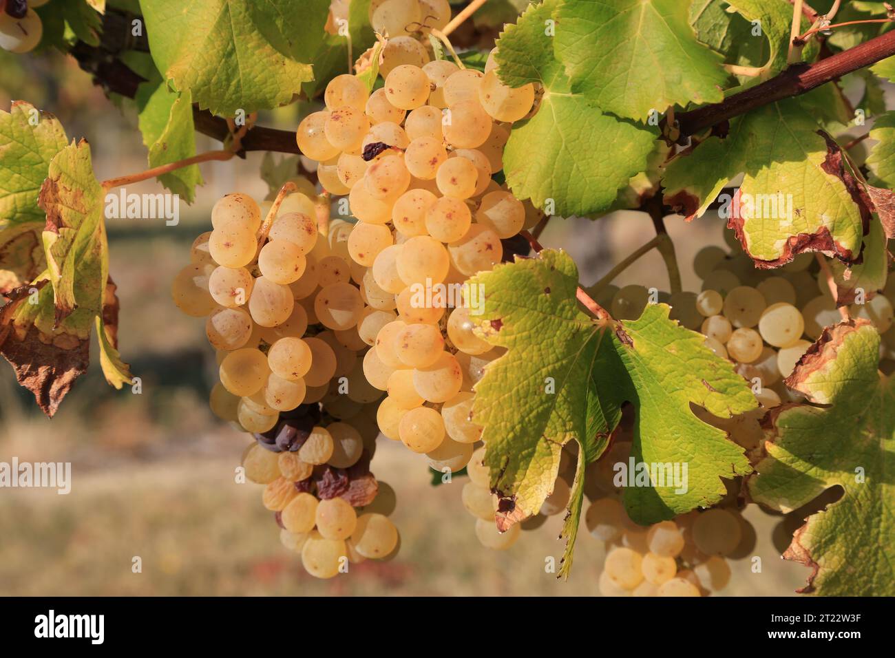 Monbazillac. Bunches of grapes with the beginning of noble rot (Botrytis cinerea) sign of maturity for harvesting in the vines and vineyard of Monbazi Stock Photo