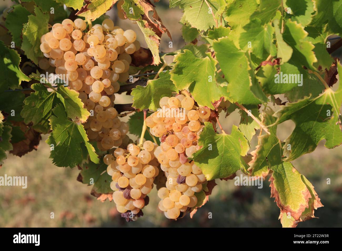 Monbazillac. Bunches of grapes with the beginning of noble rot (Botrytis cinerea) sign of maturity for harvesting in the vines and vineyard of Monbazi Stock Photo