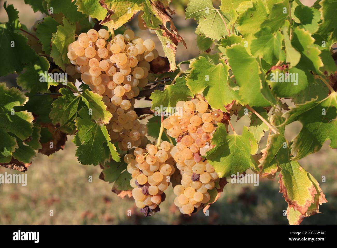 Monbazillac. Bunches of grapes with the beginning of noble rot (Botrytis cinerea) sign of maturity for harvesting in the vines and vineyard of Monbazi Stock Photo
