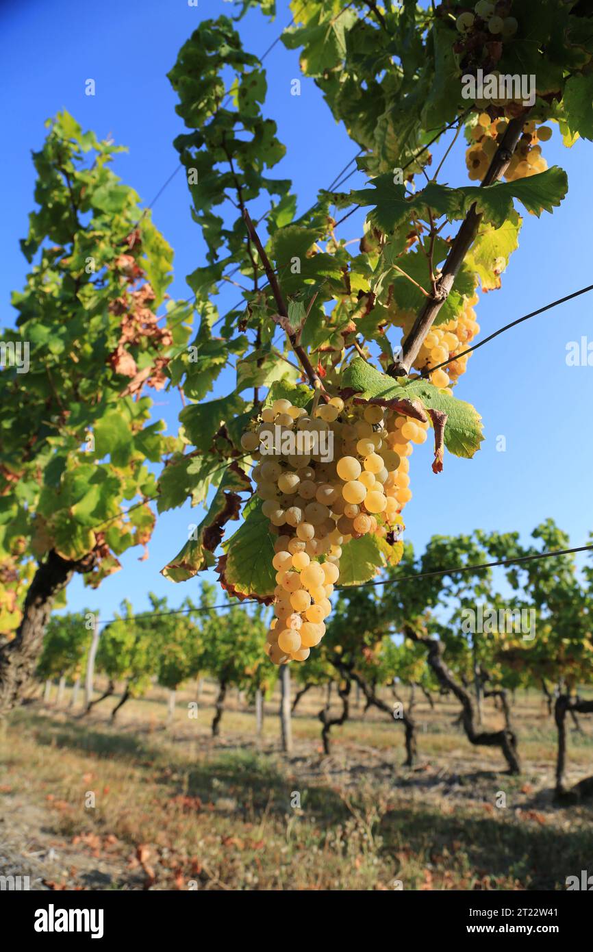 Monbazillac. Bunches of grapes with the beginning of noble rot (Botrytis cinerea) sign of maturity for harvesting in the vines and vineyard of Monbazi Stock Photo