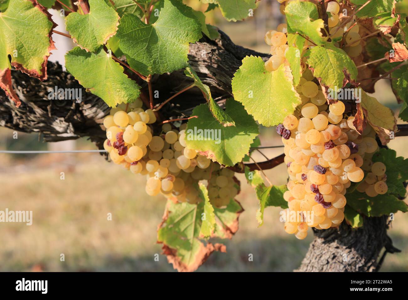 Monbazillac. Bunches of grapes with the beginning of noble rot (Botrytis cinerea) sign of maturity for harvesting in the vines and vineyard of Monbazi Stock Photo