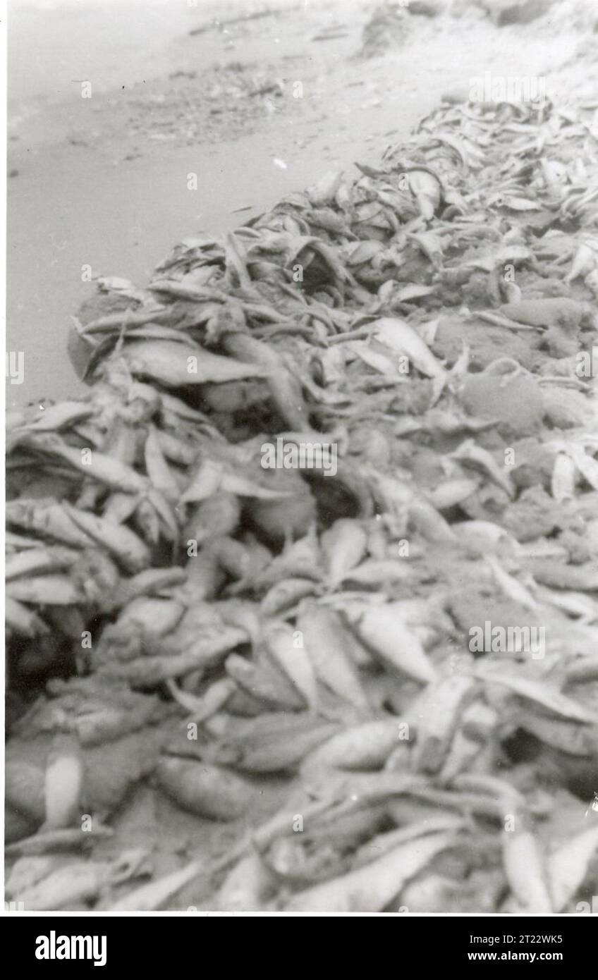 Fish_production hi-res stock photography and images - Alamy