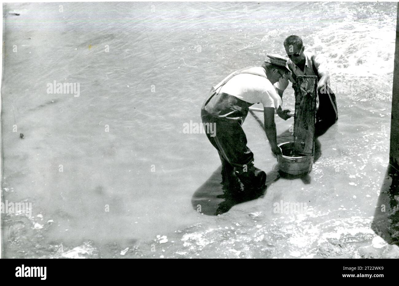 This photograph shows staff netting fish, a crucial task in managing ...