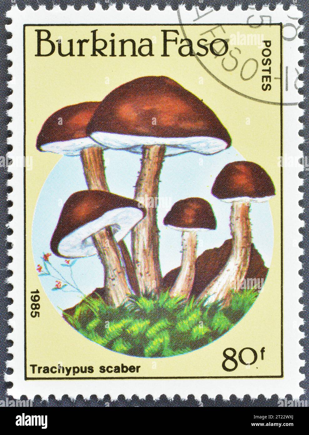 Cancelled postage stamp printed by Burkina Faso, that shows Trachypus scaber, Ghost bolete mushroom, circa 1985. Stock Photo