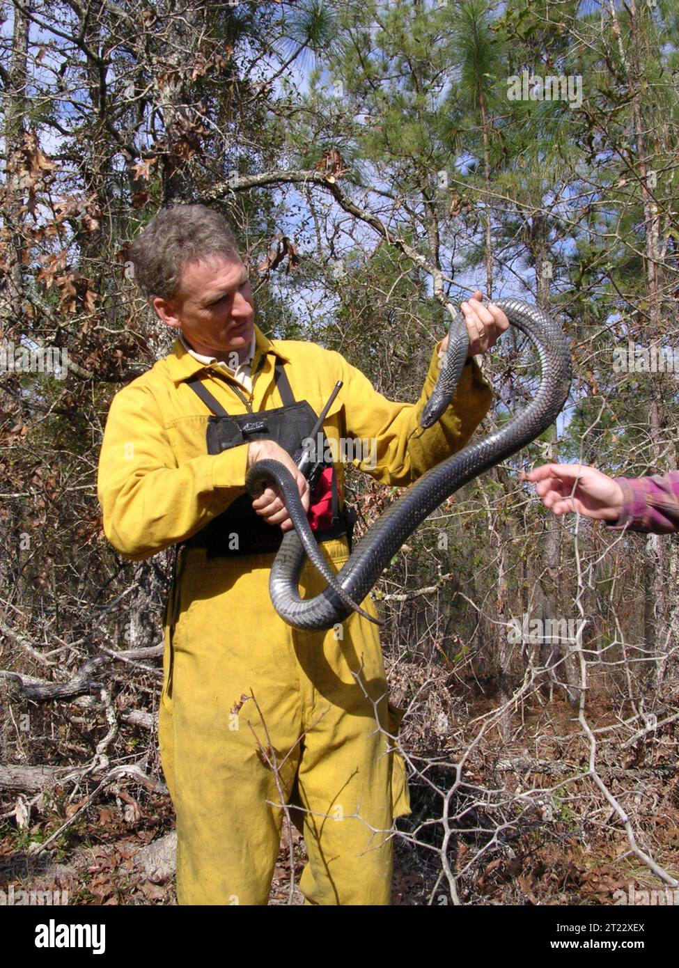 Snake tortoise hires stock photography and images Alamy