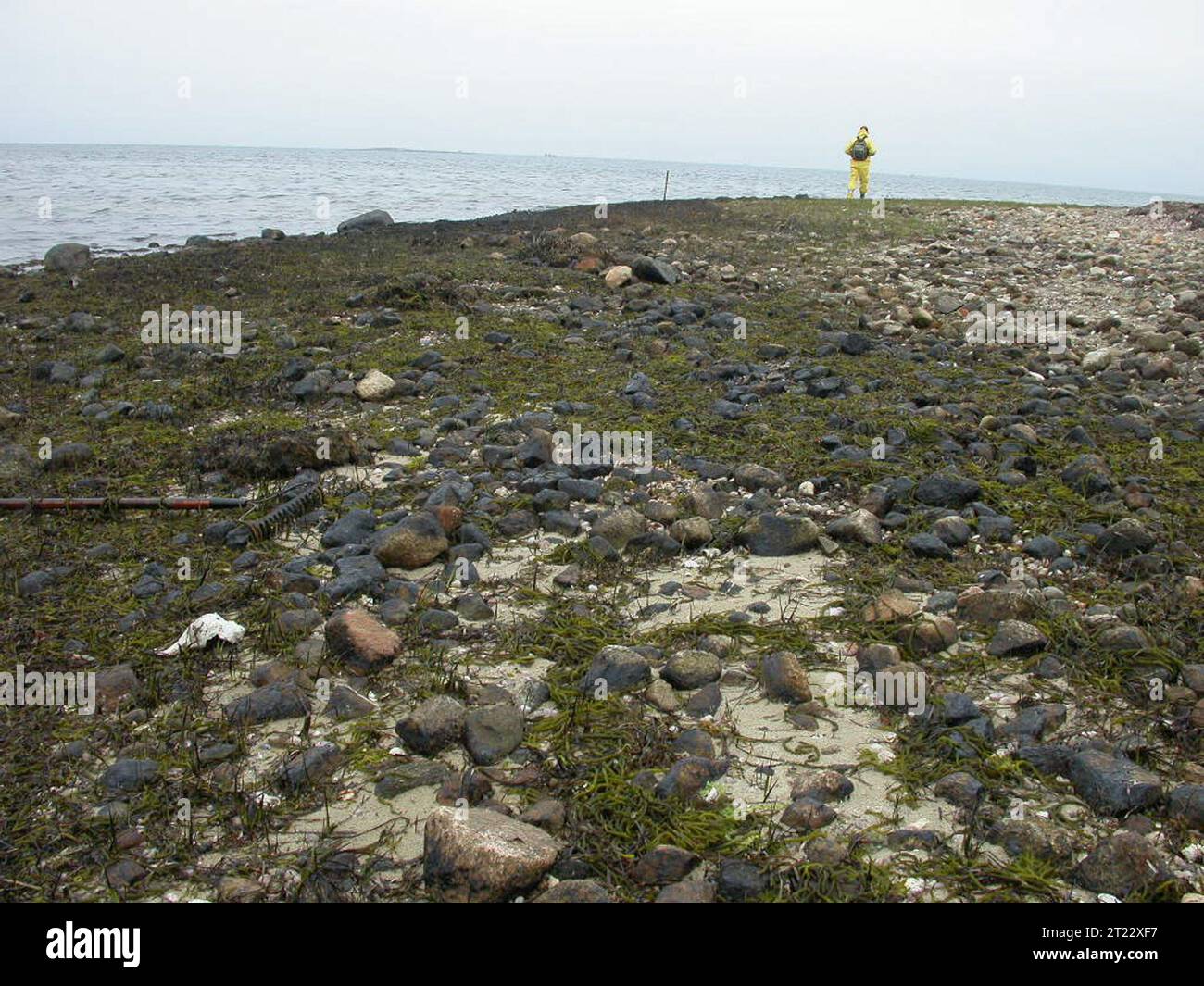 USFWS worker cleaning up after oil spill, Buzzards Bay. Subjects
