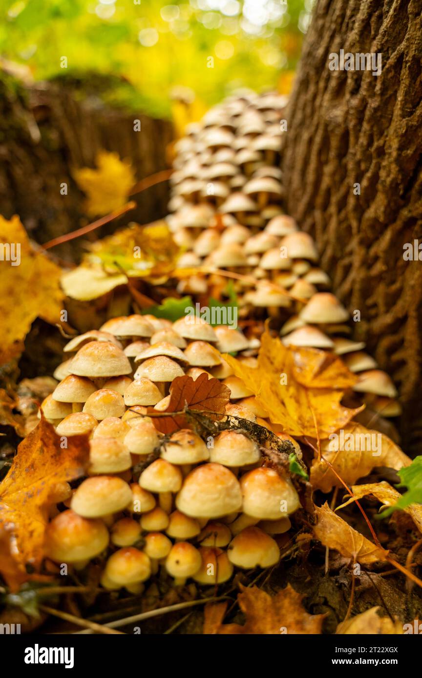 mushroom in the forest nearly Erfurt, Germany Stock Photo Alamy