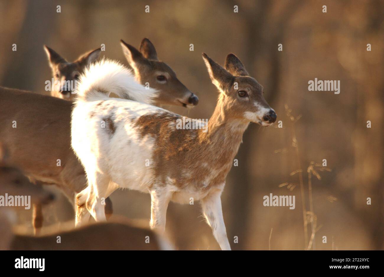 Piebald deer hires stock photography and images Alamy