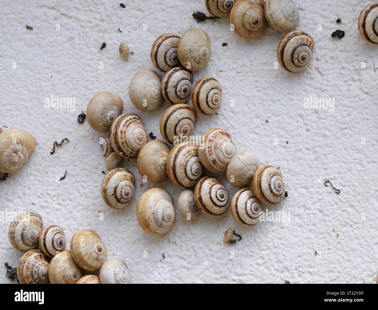 Many Mediterranean sand snails Theba pisana hanging on a white wall in