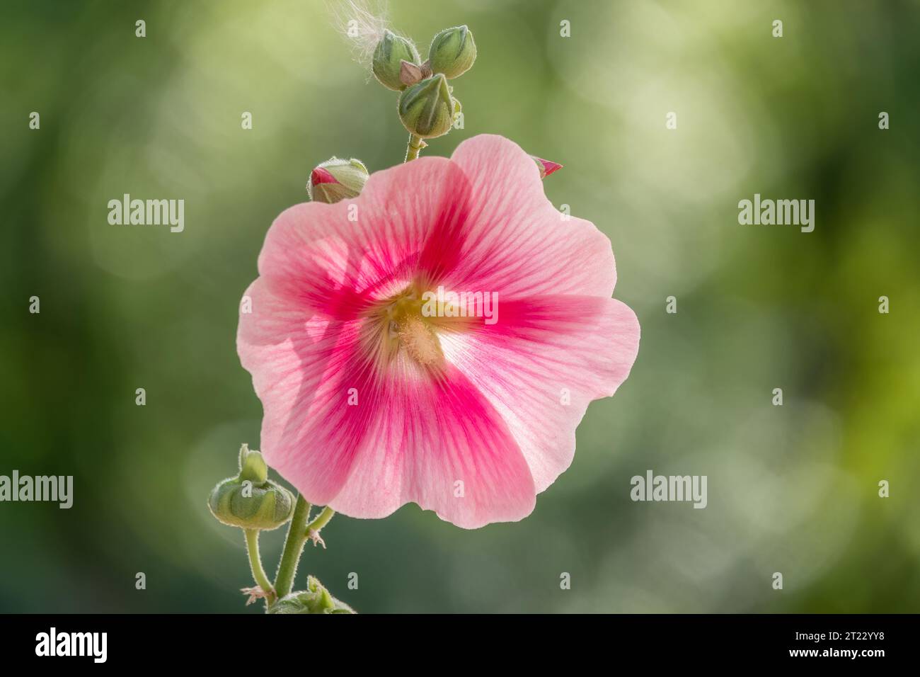 Pink flowers of Hibiscus moscheutos plant close-up. Hibiscus moscheutos ...