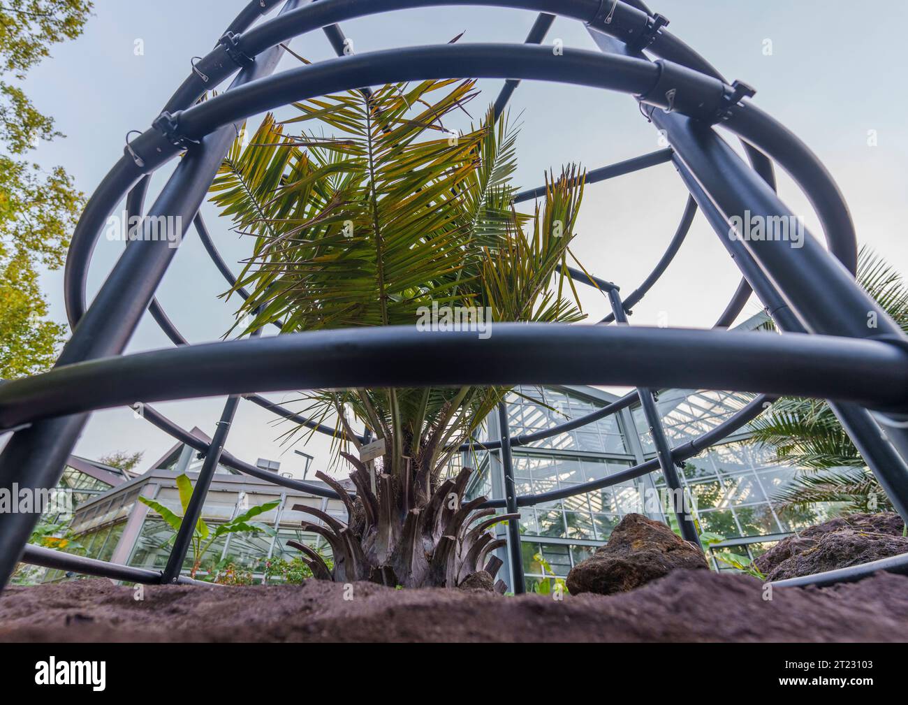 Bubble wrap plants hi res stock photography and images Alamy