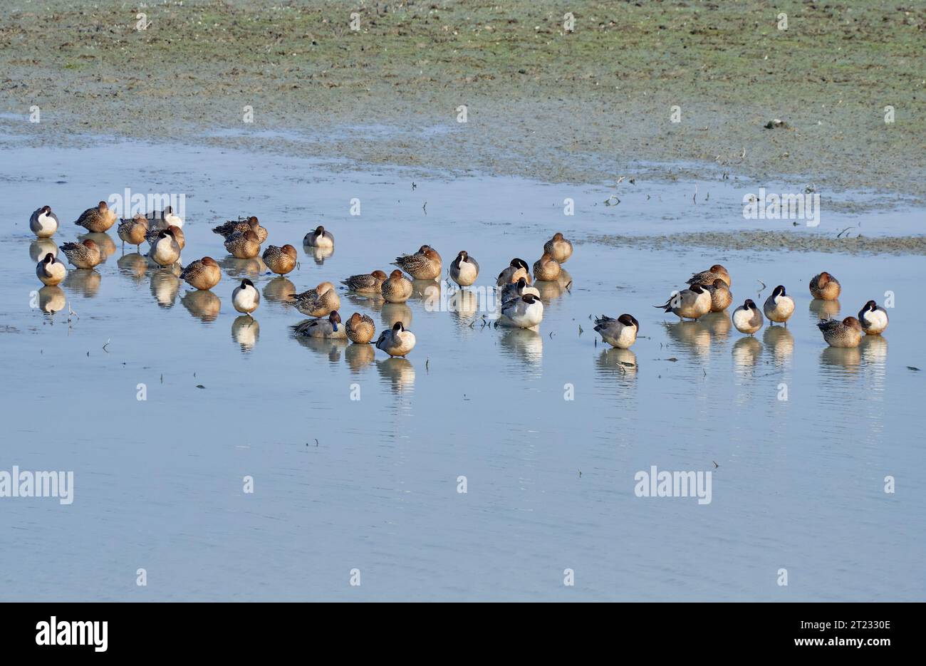 Flock of Northern Pintails settling down at sunset Stock Photo