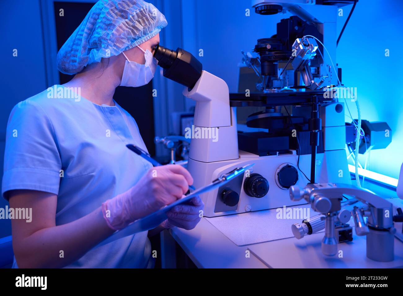 Focused lab researcher assessing development of cultured embryos Stock ...