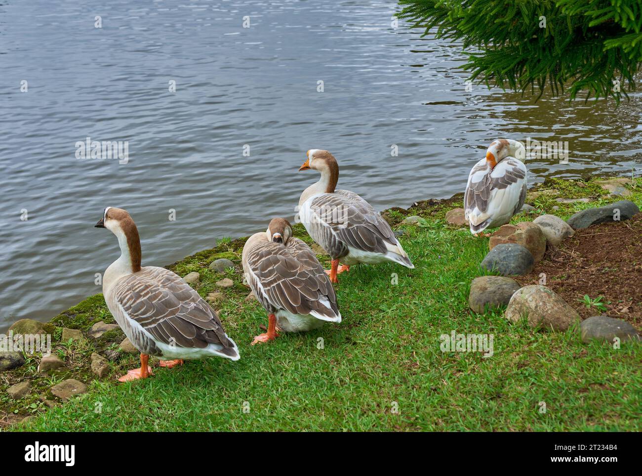 Geese by the lake Stock Photo