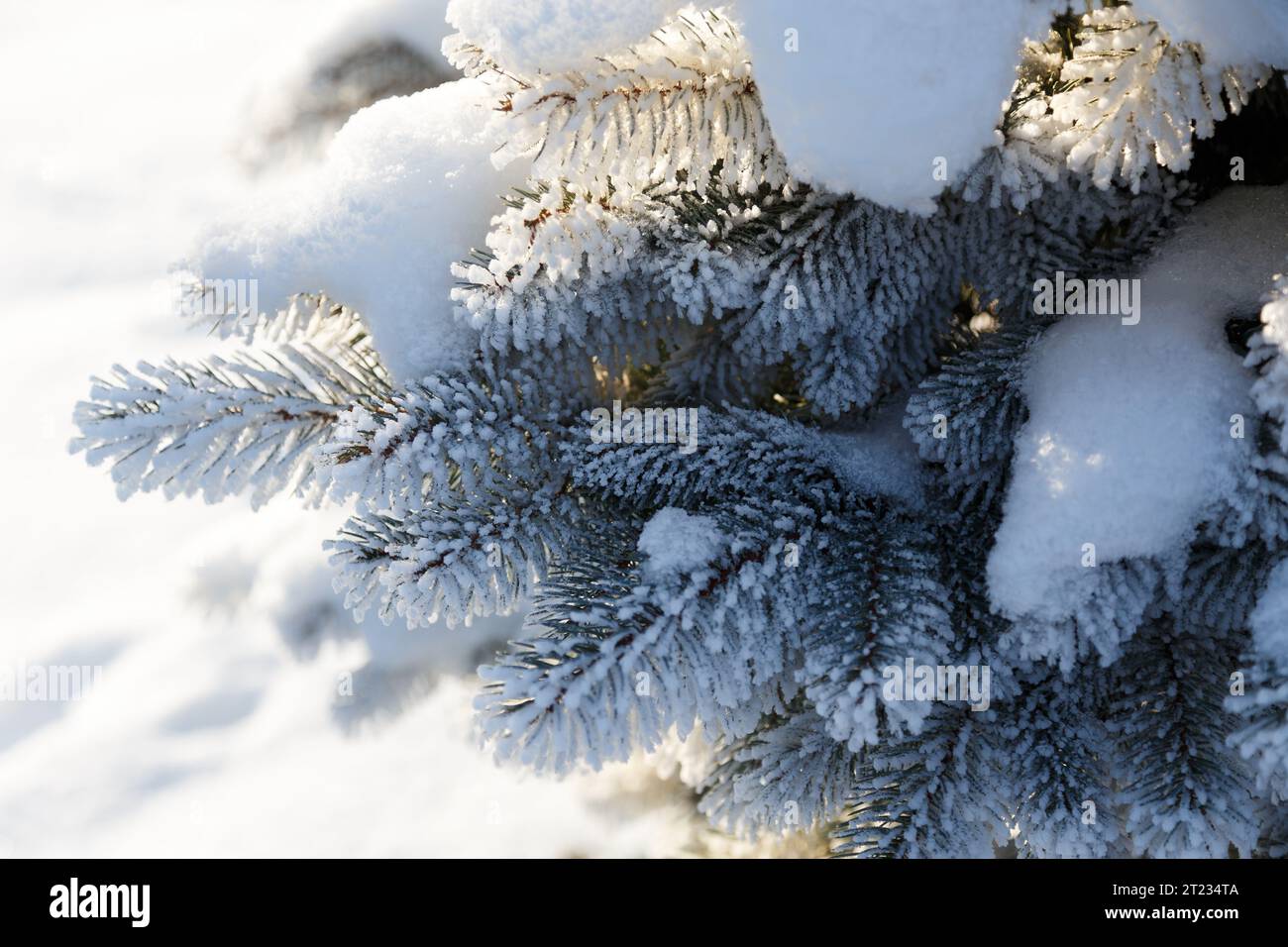 Close up of fir tree branch covered with hoarfrost after ice fog and snow in morning winter forest. Real winter and Christmas holidays background Stock Photo