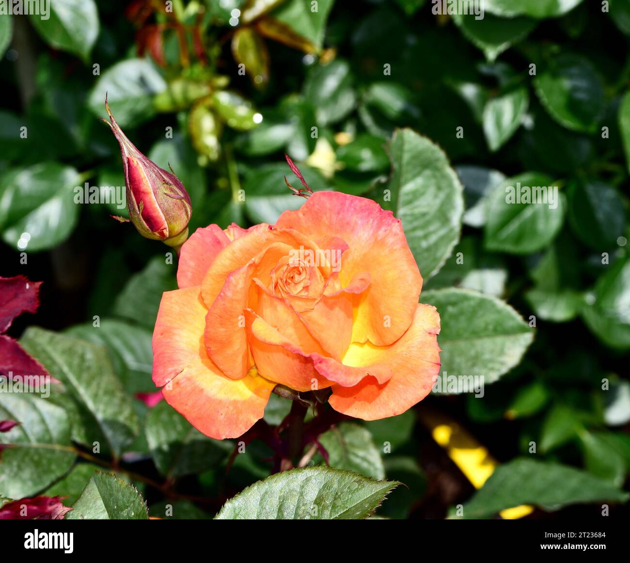Chris evert hi-res stock photography and images - Alamy