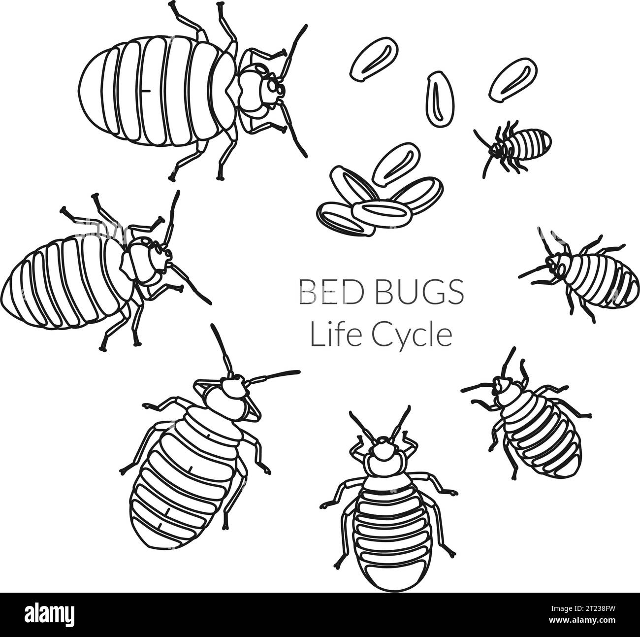 Bed Bugs Genus Cimex Lifecycle Stock Illustration as EPS 10 File