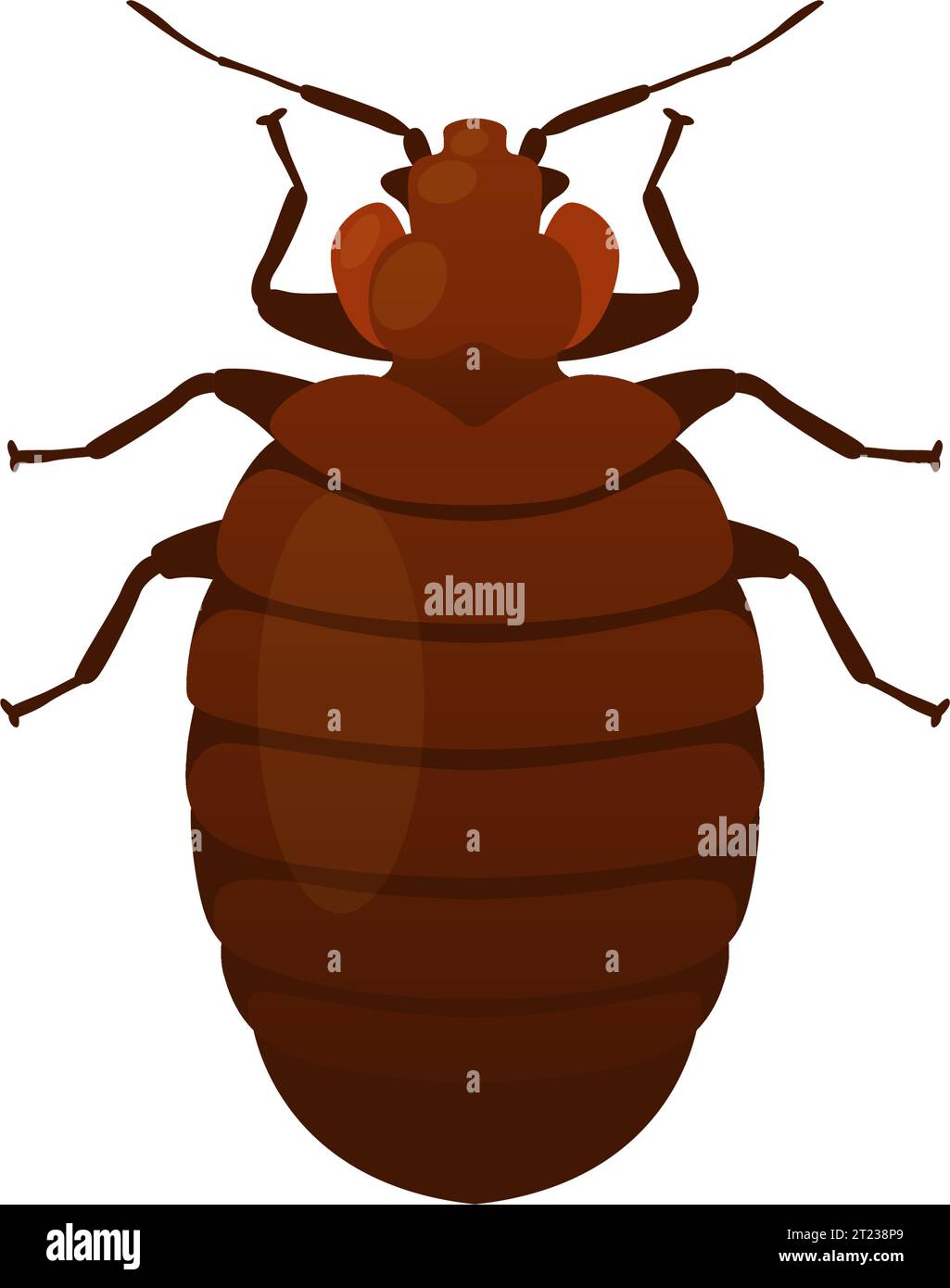 Bed Bugs Genus Cimex Stock Illustration as EPS 10 File Stock Vector