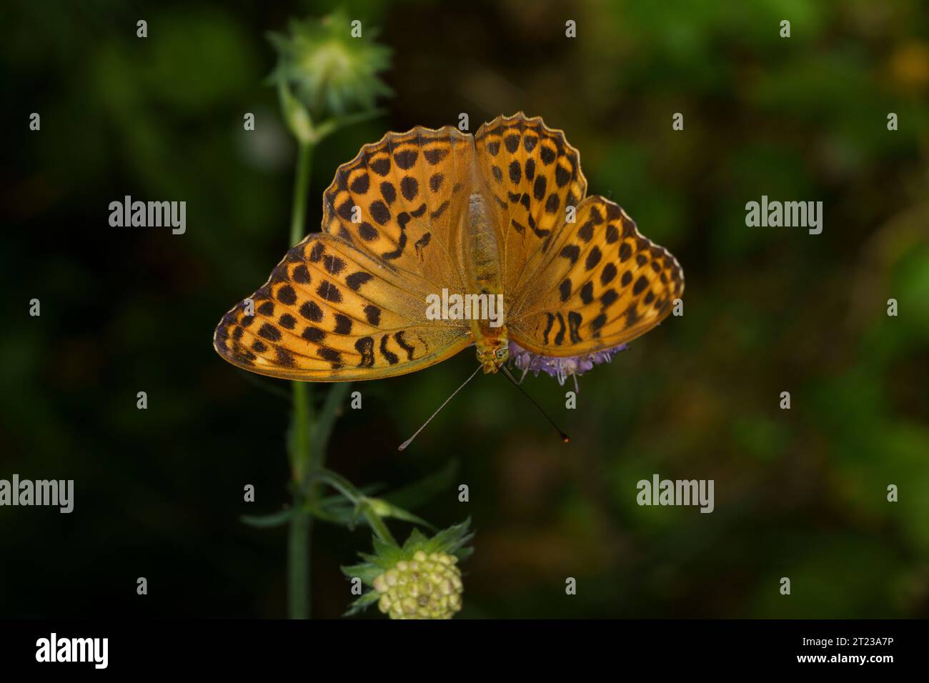 Argynnis paphia Family Nymphalidae Genus Argynnis Silver-washed fritillary butterfly wild nature insect photography, picture, wallpaper Stock Photo