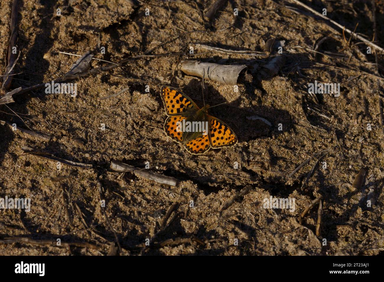 Issoria lathonia Family Nymphalidae Genus Issoria The Queen of Spain fritillary butterfly wild nature insect photography, picture, wallpaper Stock Photo