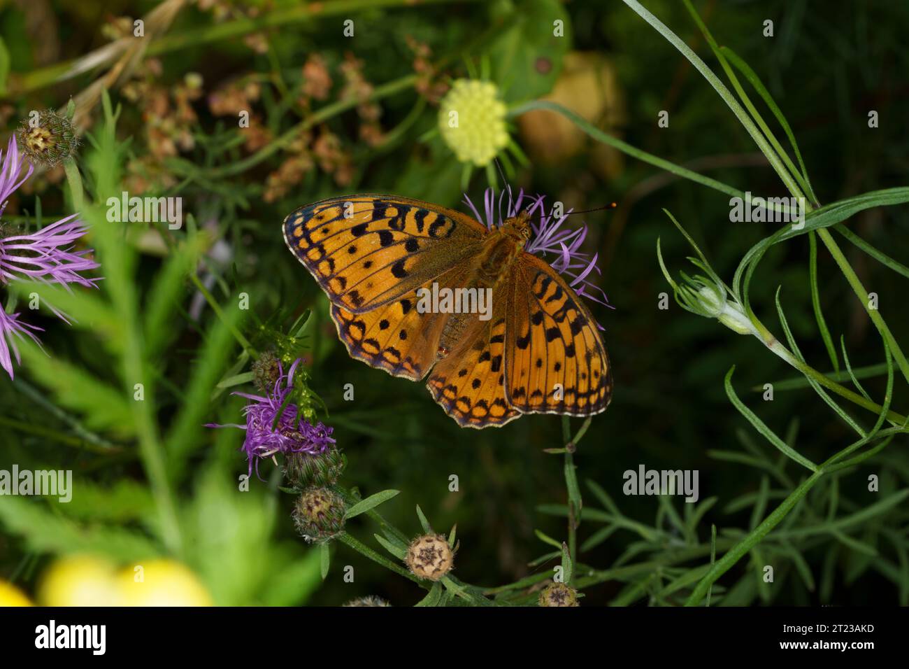 Juodakaktis perlinukas Argynnis adippe Family Nymphalidae Genus Fabriciana High Brown Fritillary butterfly wild nature insect photography, picture Stock Photo