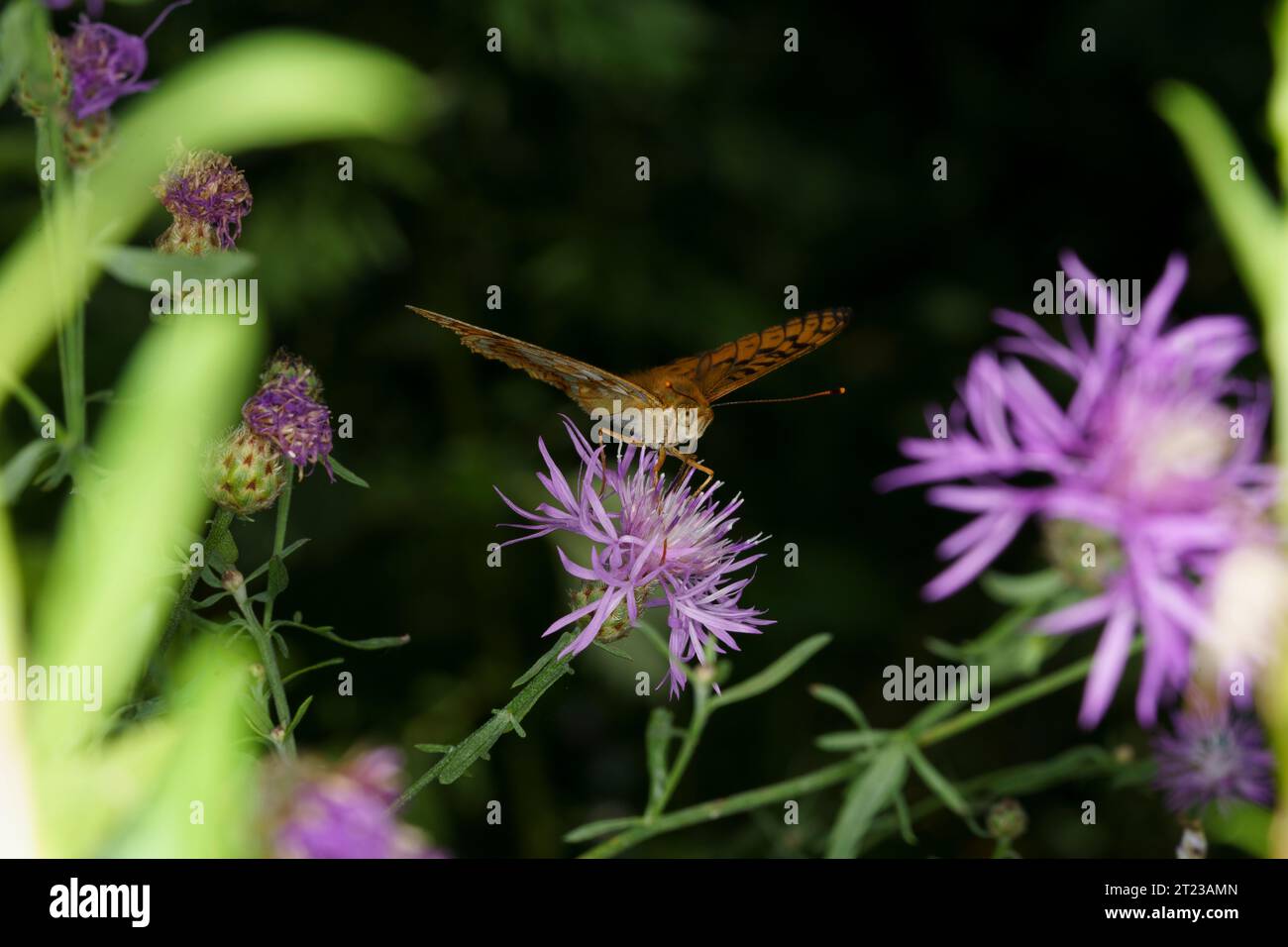 Juodakaktis perlinukas Argynnis adippe Family Nymphalidae Genus Fabriciana High Brown Fritillary butterfly wild nature insect photography, picture Stock Photo