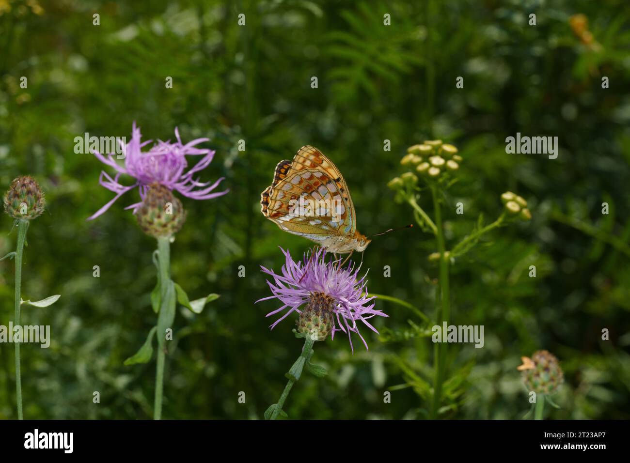 Juodakaktis perlinukas Argynnis adippe Family Nymphalidae Genus Fabriciana High Brown Fritillary butterfly wild nature insect photography, picture Stock Photo