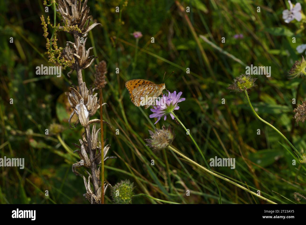 Juodakaktis perlinukas Argynnis adippe Family Nymphalidae Genus Fabriciana High Brown Fritillary butterfly wild nature insect photography, picture Stock Photo