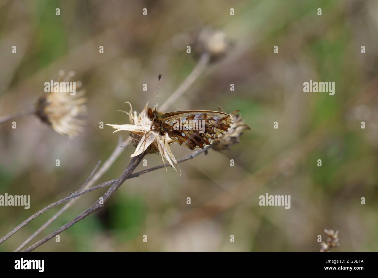 Boloria dia Family Nymphalidae Genus Boloria Weavers fritillary Violet fritillary butteefly wild nature insect photography, picture, wallpaper Stock Photo