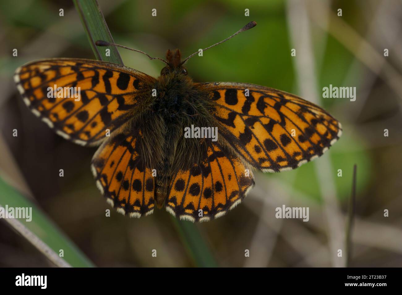 Boloria dia Family Nymphalidae Genus Boloria Weavers fritillary Violet fritillary butteefly wild nature insect photography, picture, wallpaper Stock Photo