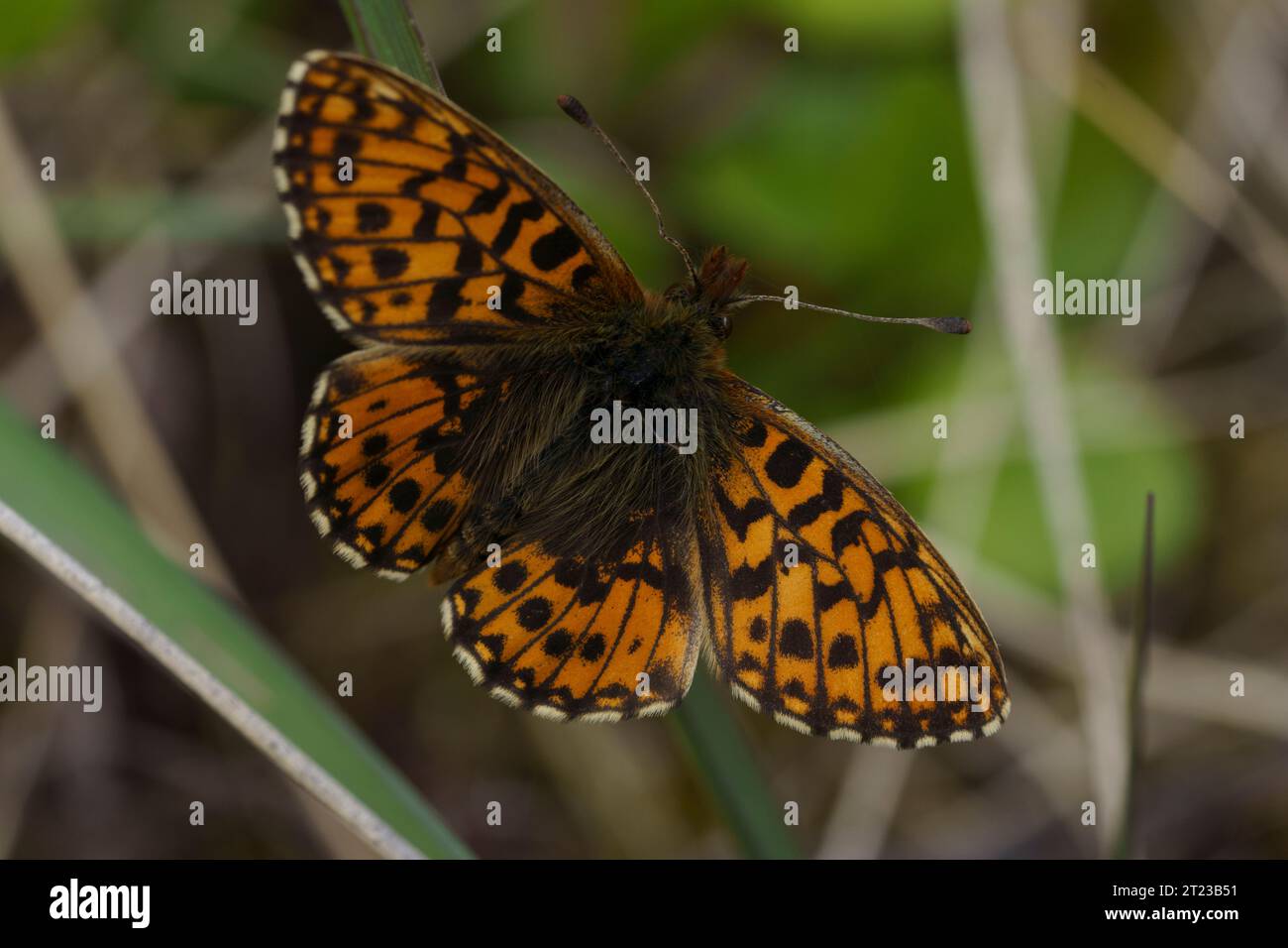 Boloria dia Family Nymphalidae Genus Boloria Weavers fritillary Violet fritillary butteefly wild nature insect photography, picture, wallpaper Stock Photo