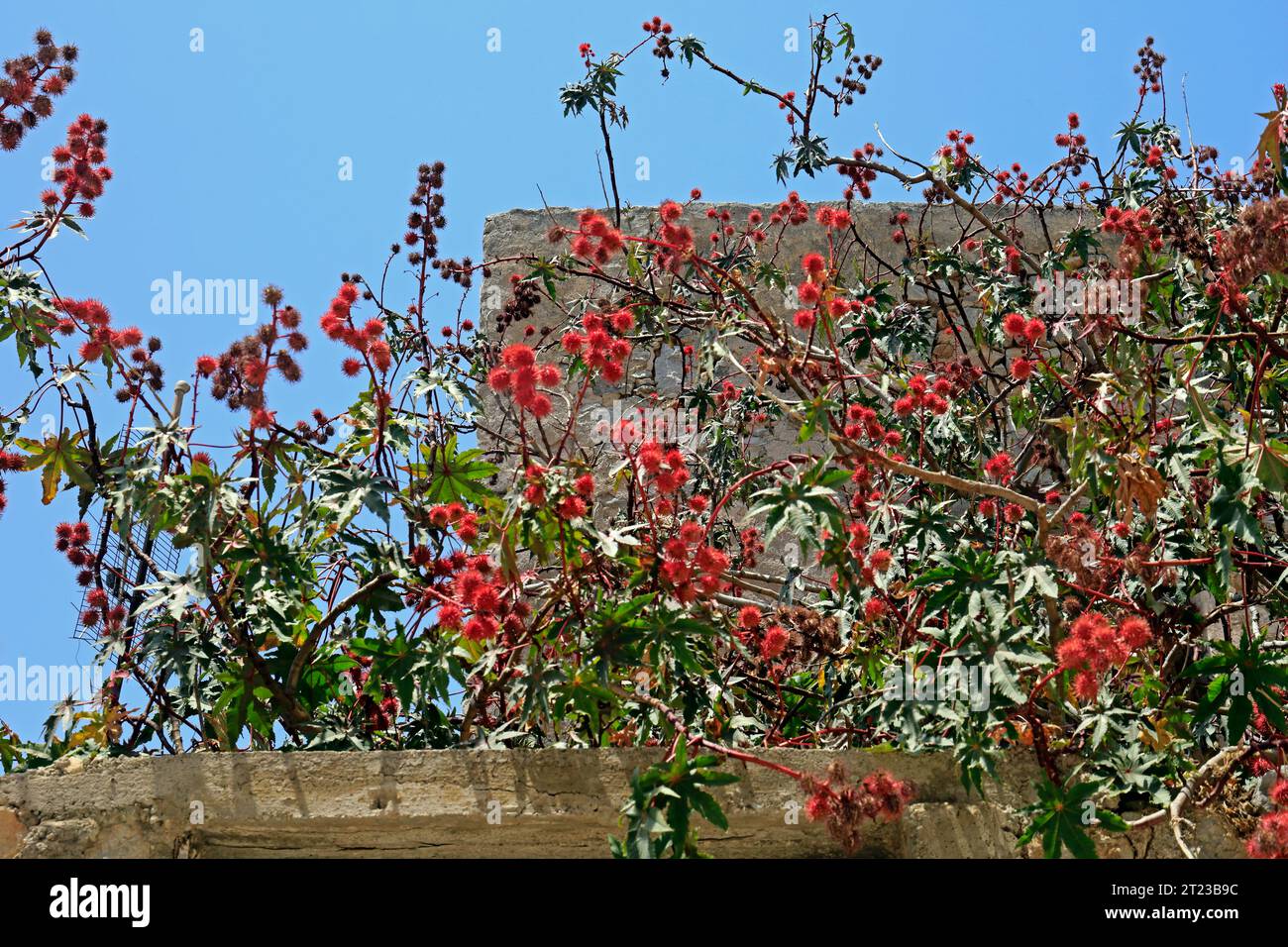 Red spiky fruit - rambutan (nephelium lappaceum) - ripening on a tree, Tilos, Greece. Stock Photo