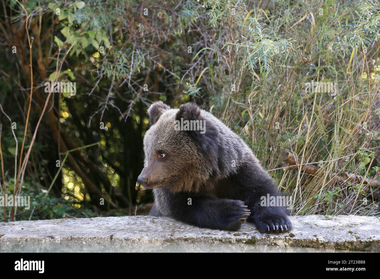 Eurasian Brown 'Beggar' Bear (Ursus arctos arctos), Transfăgărăşan Highway, Făgărăş Mountains, Southern Carpathians, Transylvania, Romania, Europe Stock Photo