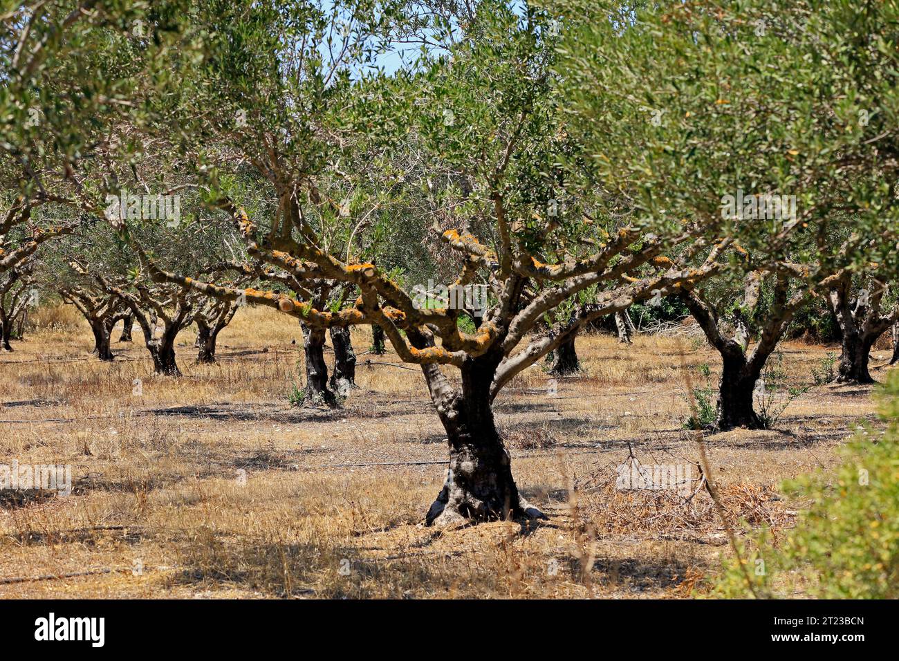 Olive grove with gnarled old trees, Lesbos, Greece. 2023 Stock Photo