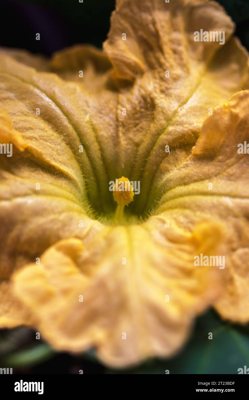 The frilly, soft flower of a butternut squash (Cucurbita moschata ...